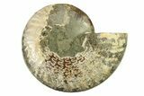 Cut & Polished Ammonite Fossil (Half) - Madagascar #317642-1